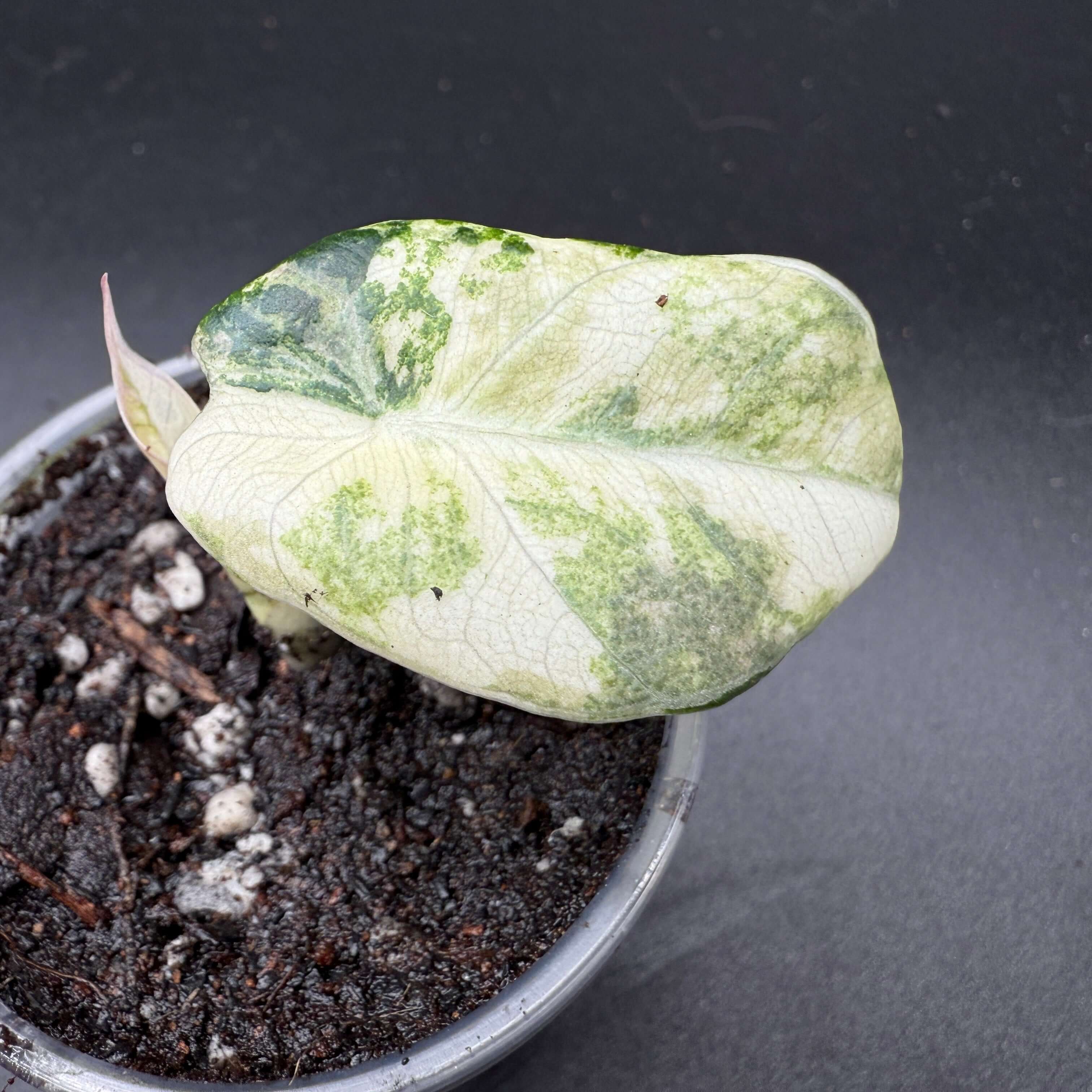 Alocasia reginula ‘Black Velvet’ Pink Variegated with unique pink and silver variegation in a pot, showcased against a dark background.