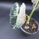 Alocasia 'Frydek Variegated' plant with variegated leaves in a small pot, showcasing its bold patterns and vibrant colors against a dark background.