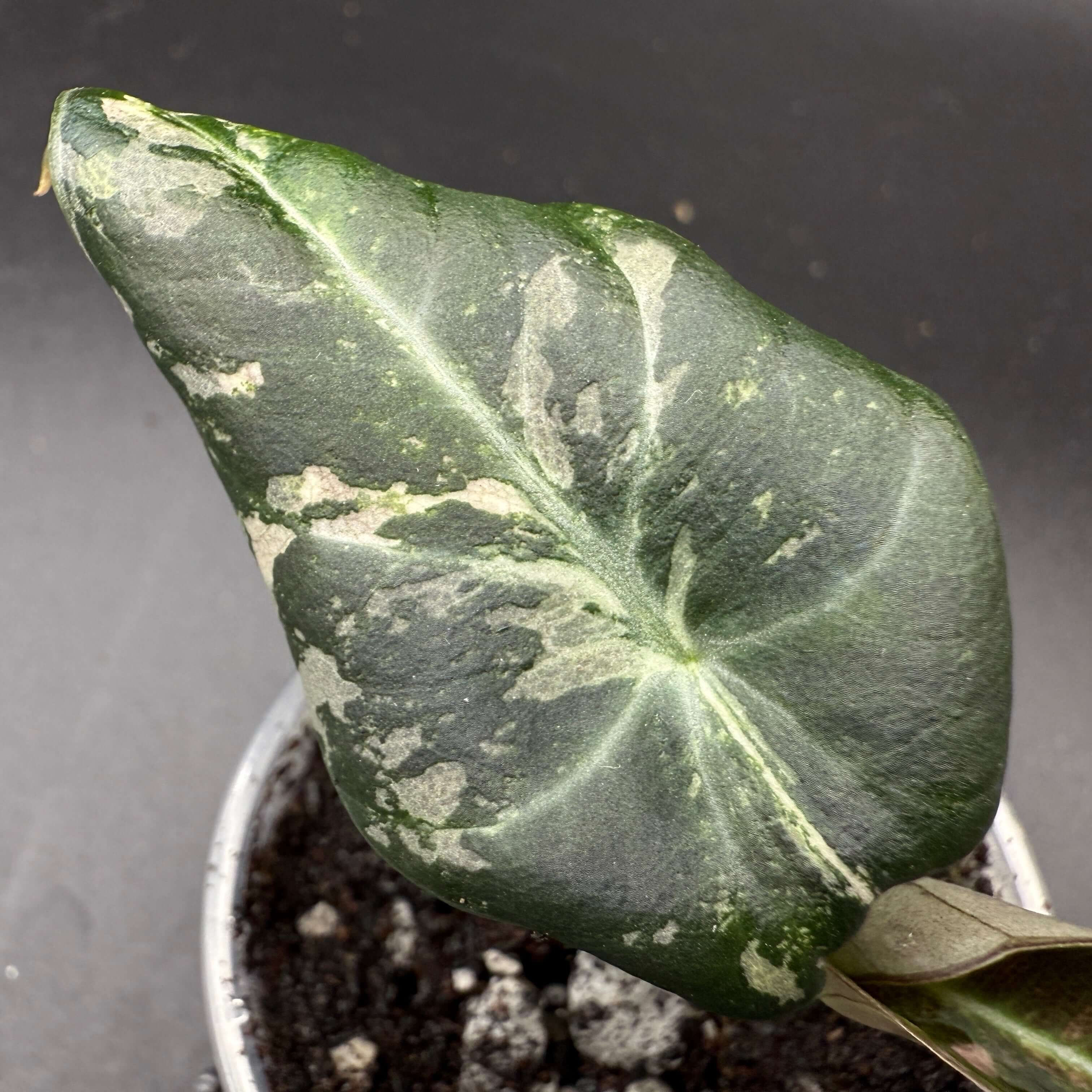 Alocasia reginula ‘Black Velvet’ Pink Variegated leaf with dark green surface and light pink marbling in a pot.