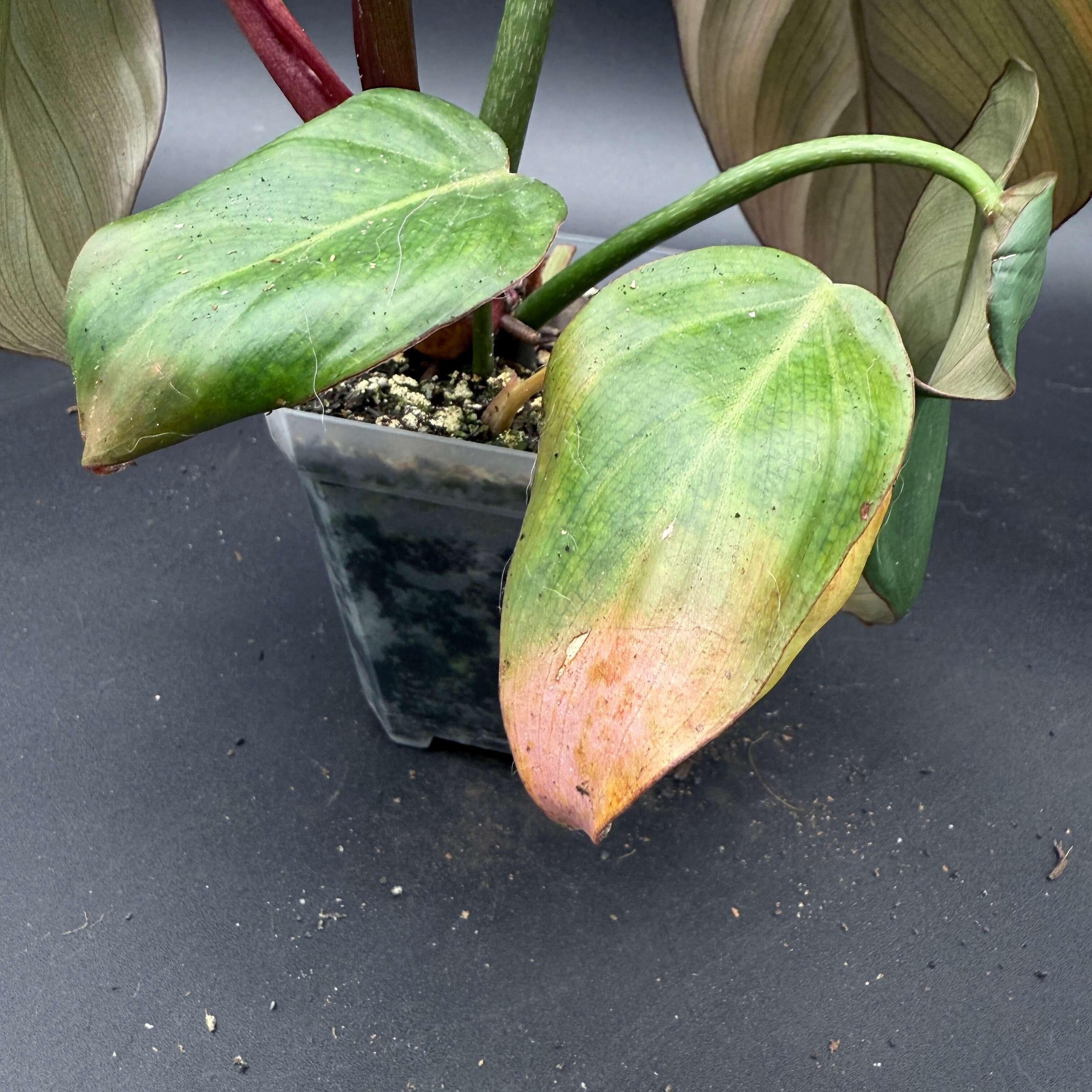 Philodendron 'Summer Glory' plant with glossy green leaves and pink undertones in a pot.