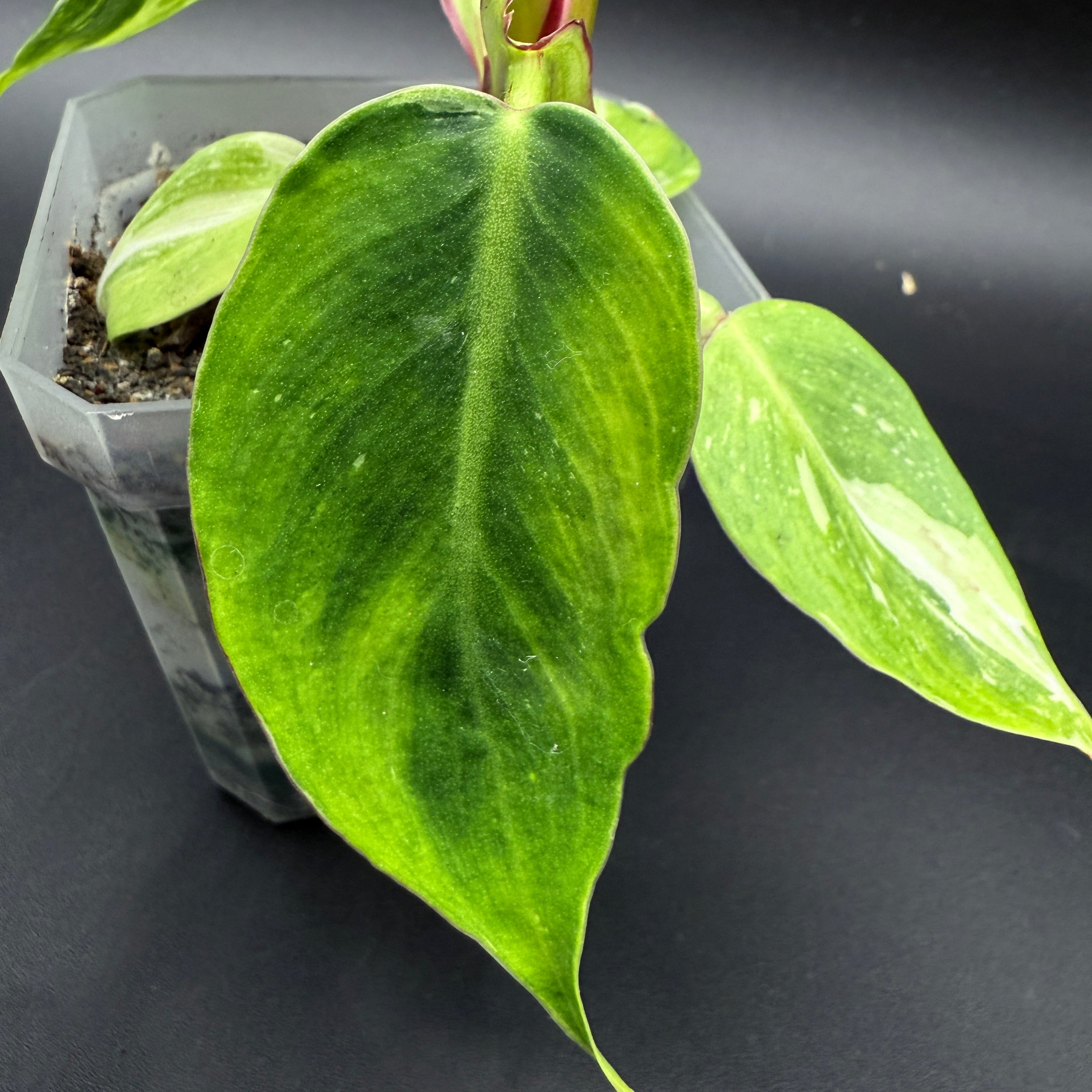 Philodendron White Princess in pot with glossy green leaves and white variegation, ideal for small spaces and tabletop decor.