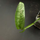 Epipremnum 'Cebu Blue' leaf showcasing silvery-blue variegation, adding elegance to indoor decor and appealing to plant enthusiasts.