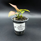 Syngonium podophyllum 'Red Spot Tricolor' plant with variegated leaves in a clear plastic pot against a black background.