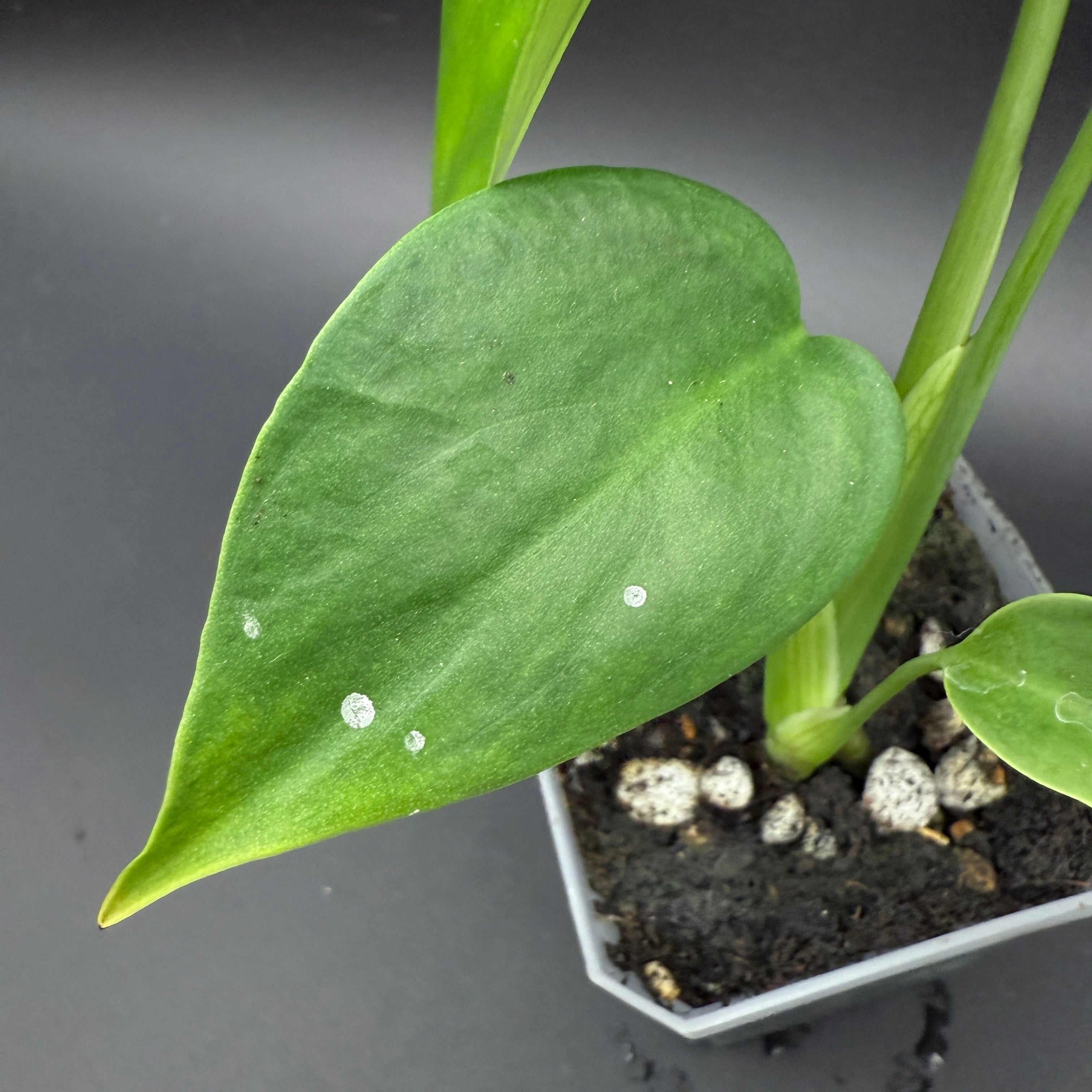 Monstera deliciosa sierrana | FGMN Nursery