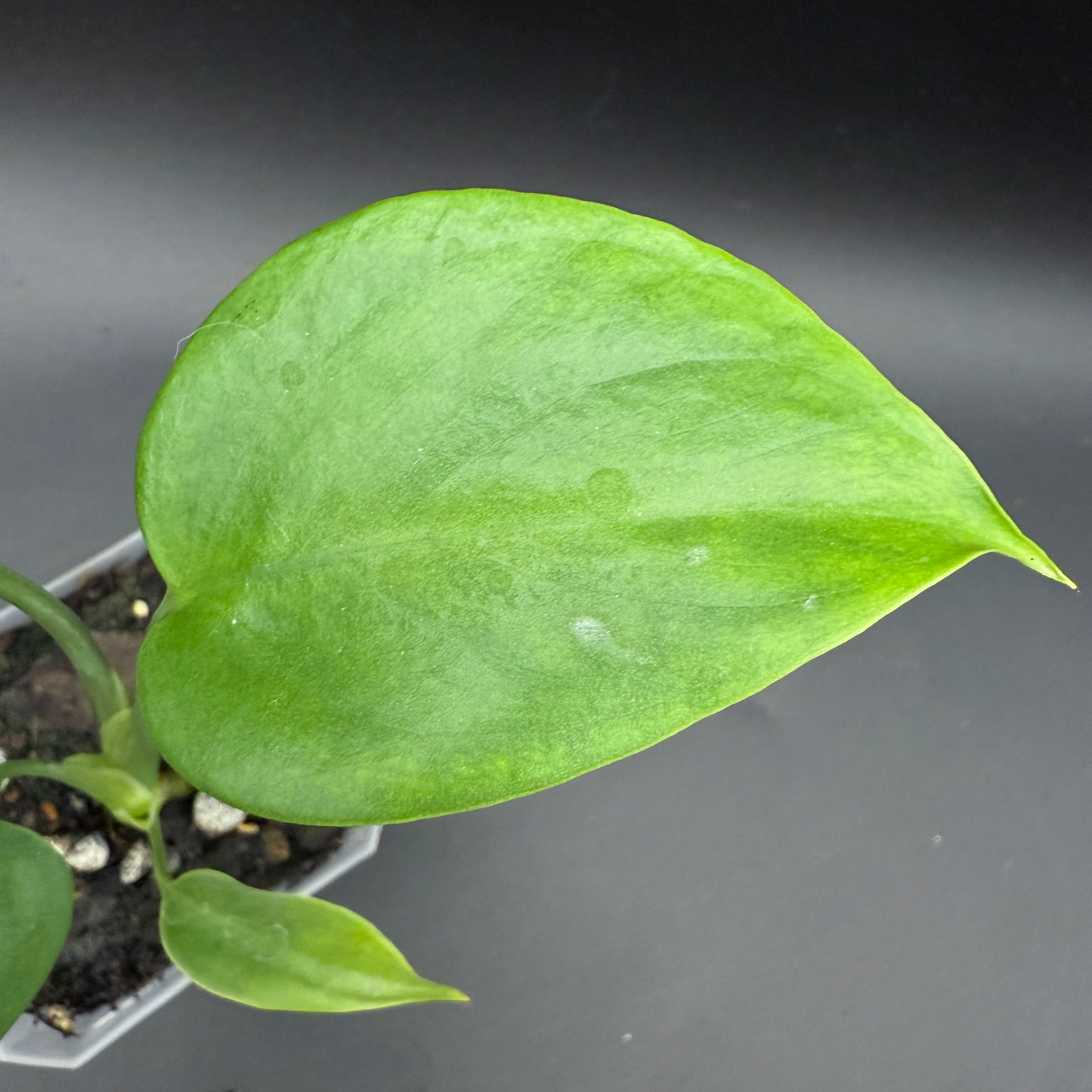 Monstera deliciosa var Sierrana シエラナ Monstera Deliciosa var. Sierrana *Mexican Clone* *Grower's