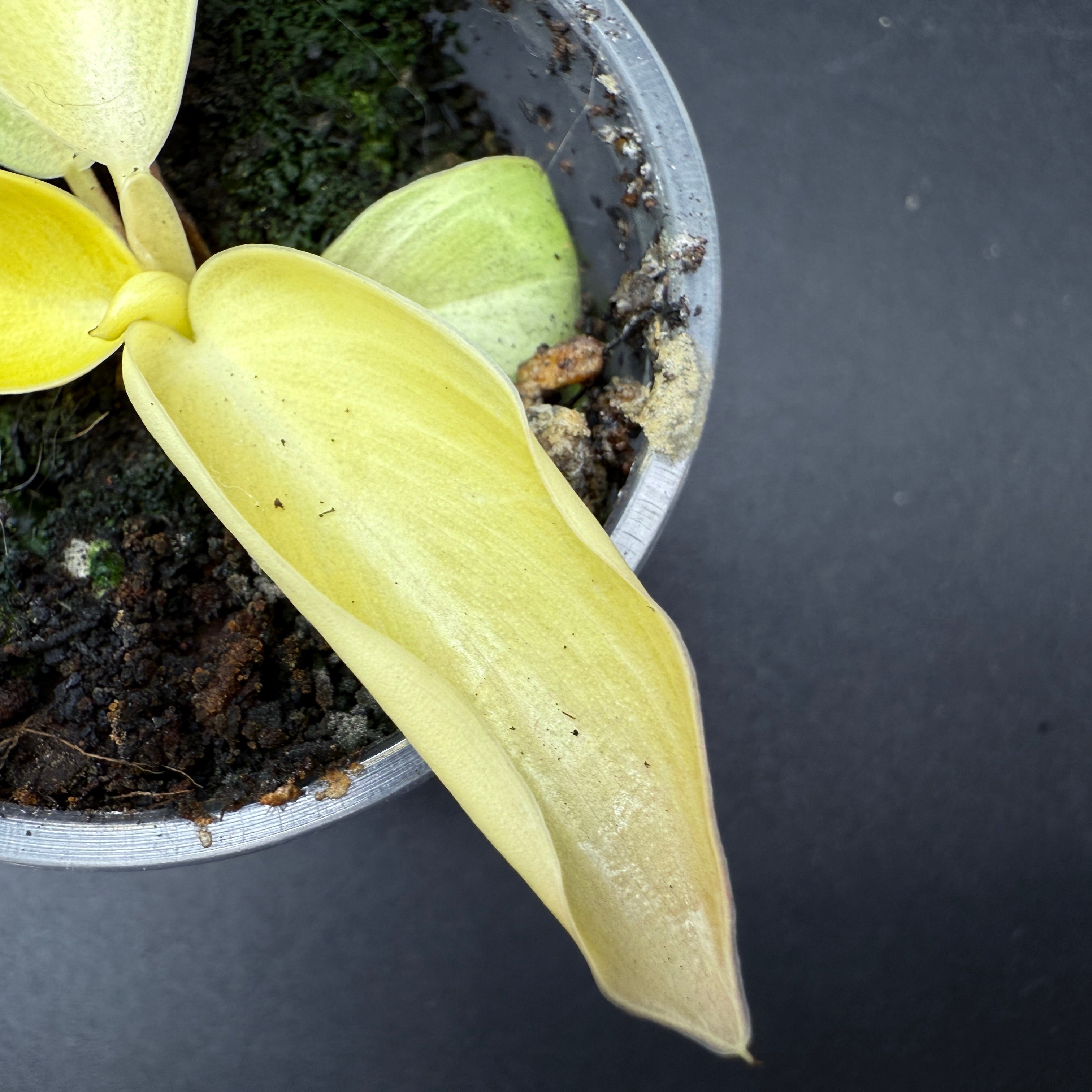 Philodendron 'Moonlight' Variegated with lime green and creamy white leaf in a pot, showcasing its vibrant tropical foliage.