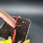 Philodendron Florida Beauty x Mayoi cutting in soil with emerging leaf, showing pink stem and variegated foliage against a dark background.