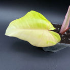 Philodendron leaf with light green and cream variegation in a pot, against a dark background.