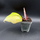 Young Philodendron Florida Beauty x Mayoi plant in pot, showcasing new leaf growth.