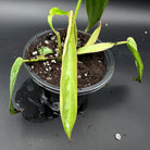 Philodendron longilobatum ‘Lelano Miyano’ Variegated plant in pot showcasing elongated, variegated leaves on black background.