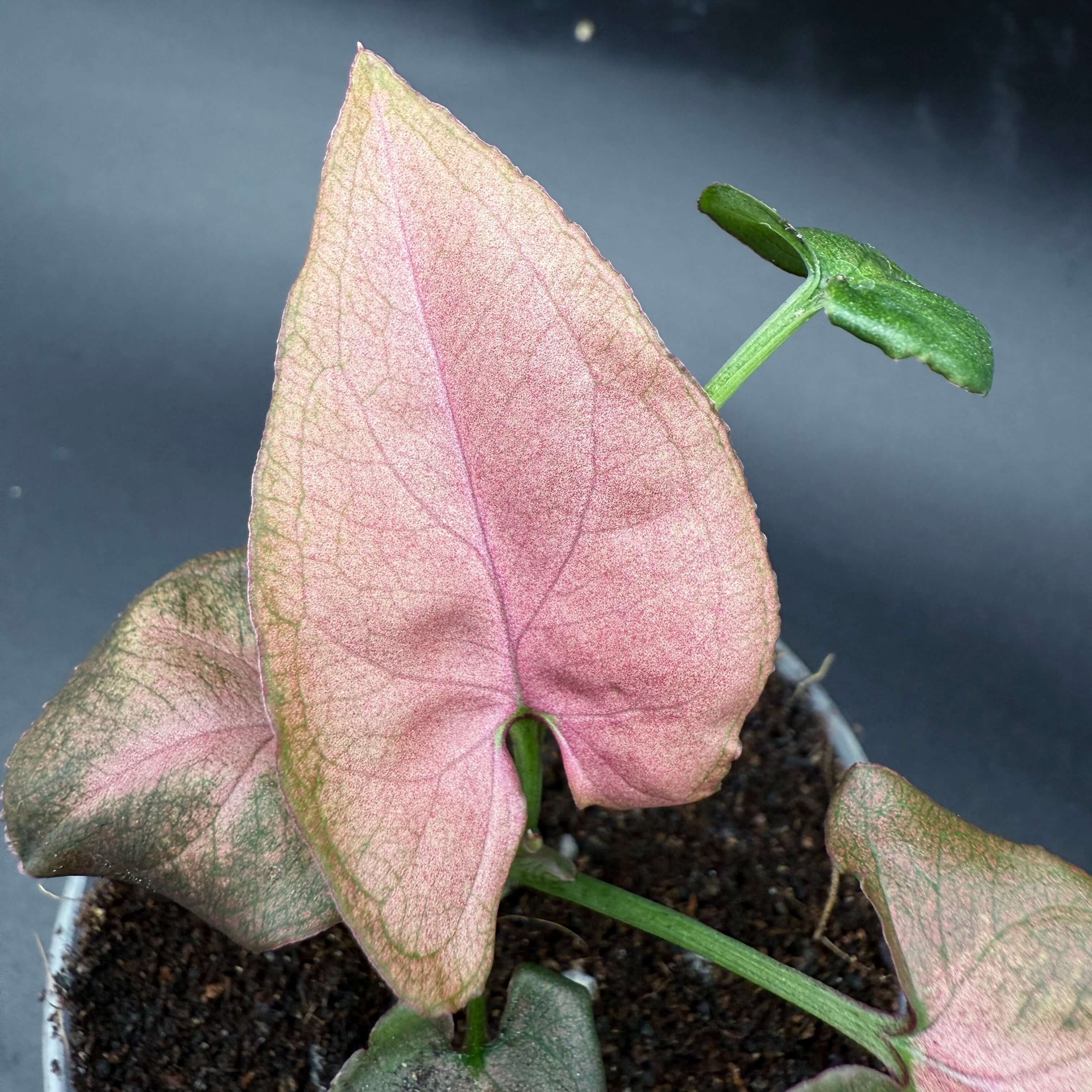 Syngonium podophyllum ‘Red Spot Tricolor’ with variegated pink, green leaves, ideal for vibrant home gardens