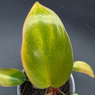 Close-up of Philodendron 'Yellow Congo Mint' Variegated leaf showing vibrant yellow and mint-green hues.