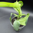 Philodendron bipennifolium 'Violin' in a pot displaying its unique violin-shaped, glossy green leaves against a dark background.