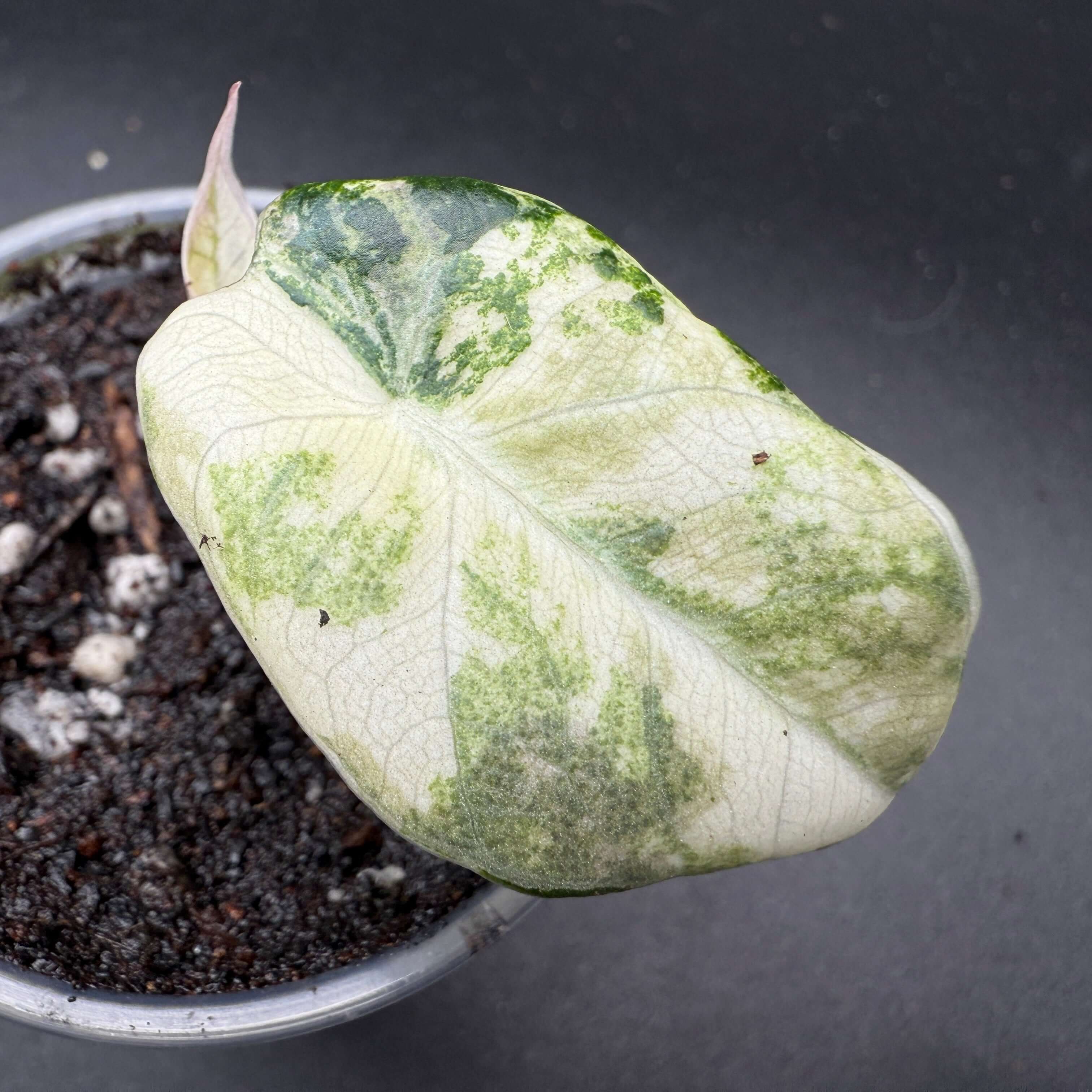 Single leaf of Alocasia reginula ‘Black Velvet’ Pink Variegated with distinctive green marbling.