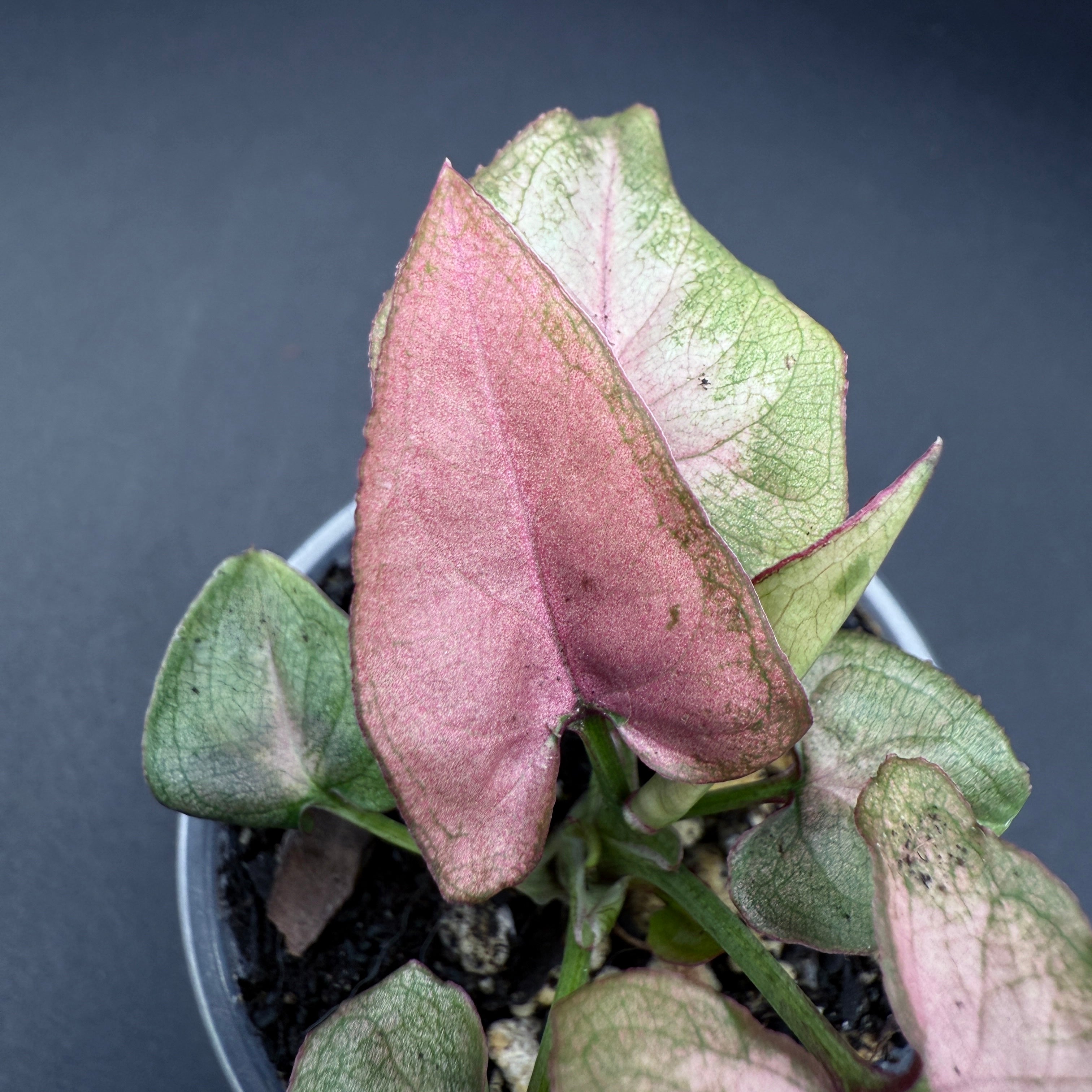 Syngonium podophyllum ‘Red Spot Tricolor’ with green, cream, and blush-pink leaves in a pot.