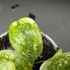 Philodendron 'Green Congo' Variegated plant with vibrant green and bold white leaf accents in a pot.