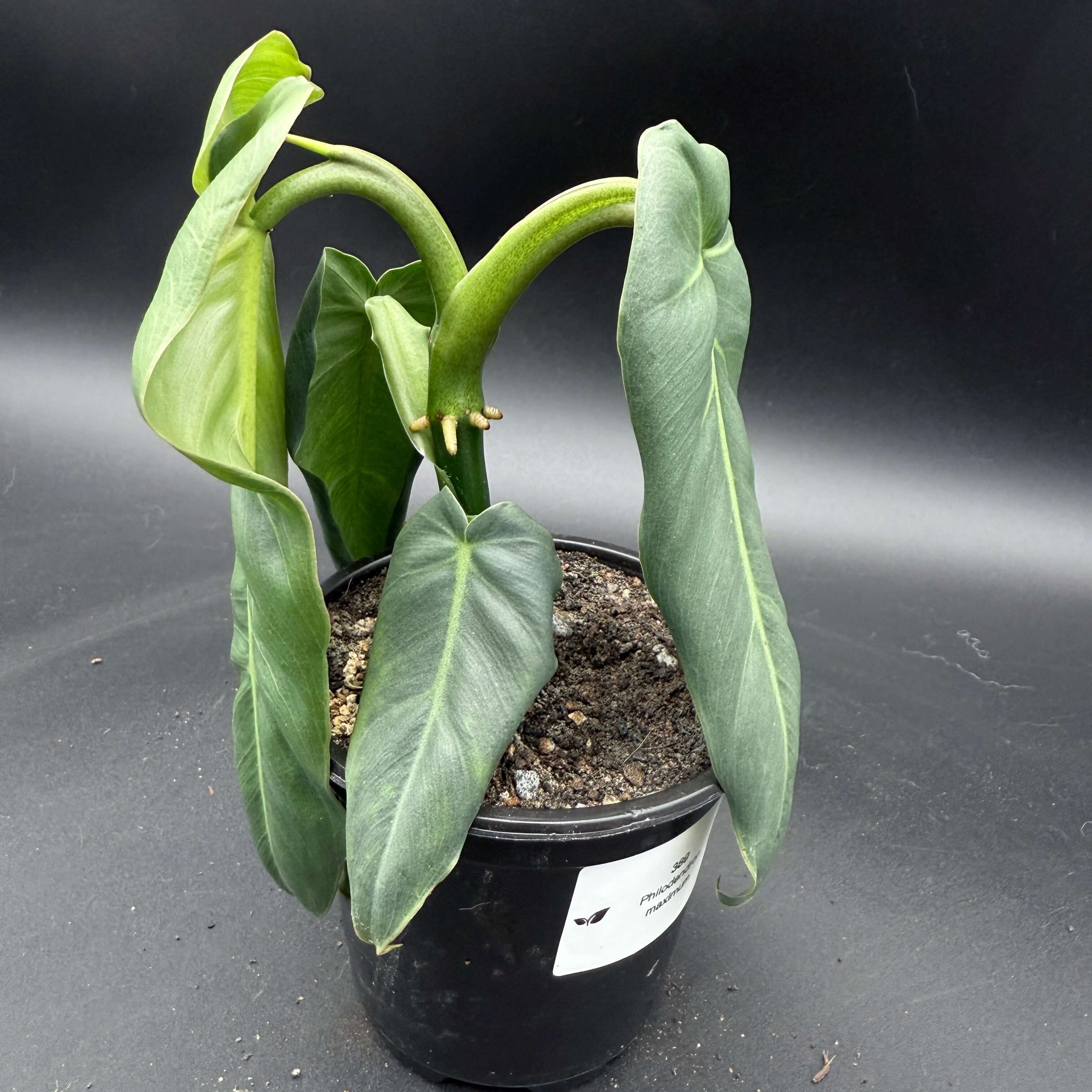 Philodendron maximum plant with large paddle-shaped leaves in a black pot, showcasing its lush tropical greenery.