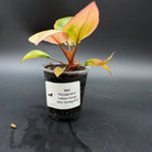 Philodendron 'Yellow Congo Mint' Variegated plant in pot with vibrant yellow and mint-green leaves on black background.
