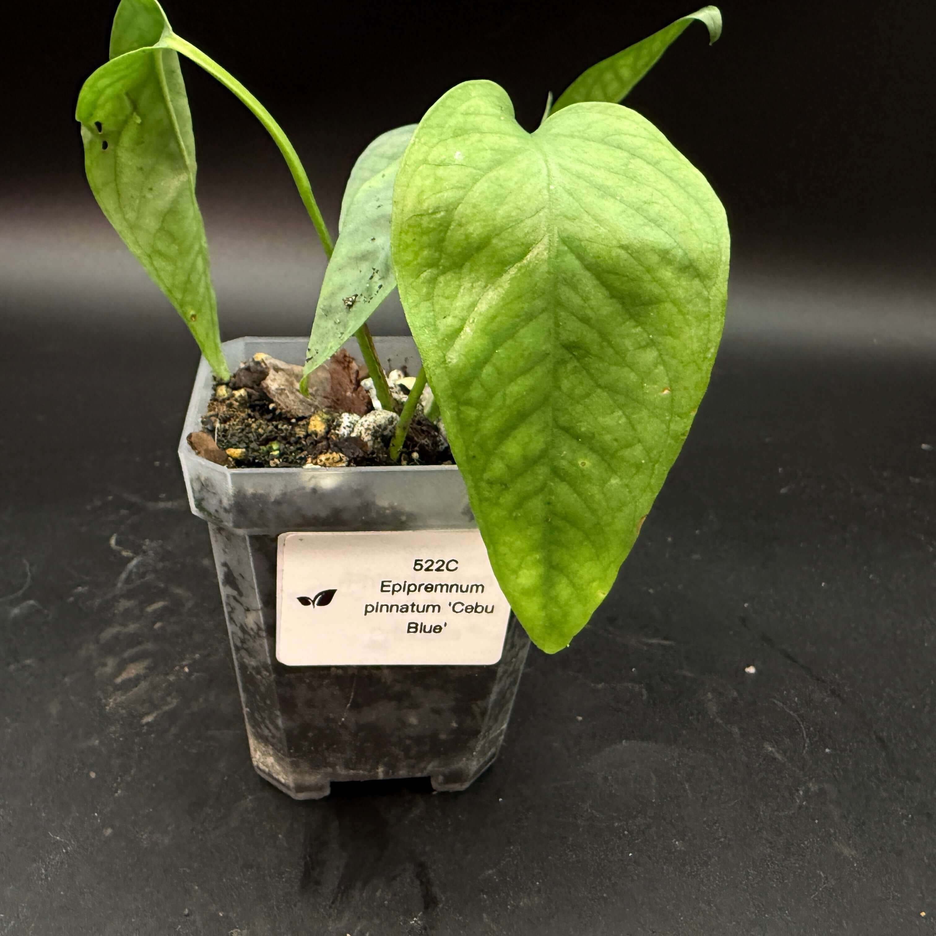 Epipremnum 'Cebu Blue' plant with silvery-blue leaves in a black pot, ideal for enhancing indoor decor with unique colors and textures.