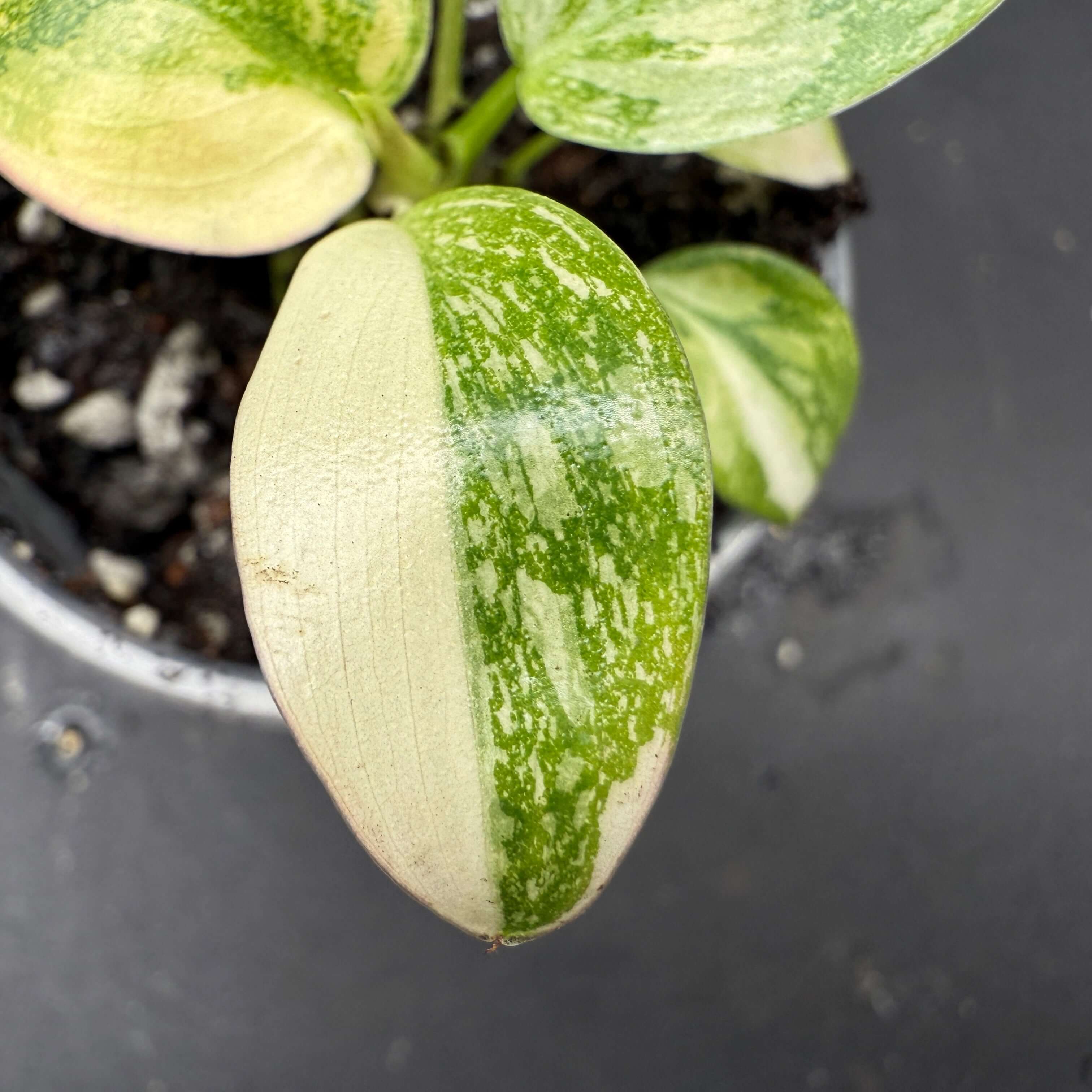 Close-up of a Philodendron 'Green Congo' Variegated leaf with vibrant green and white patterns in a pot.