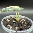 Alocasia reginula ‘Black Velvet’ Pink Variegated with single leaf in pot, showcasing dark foliage with pink marbling.