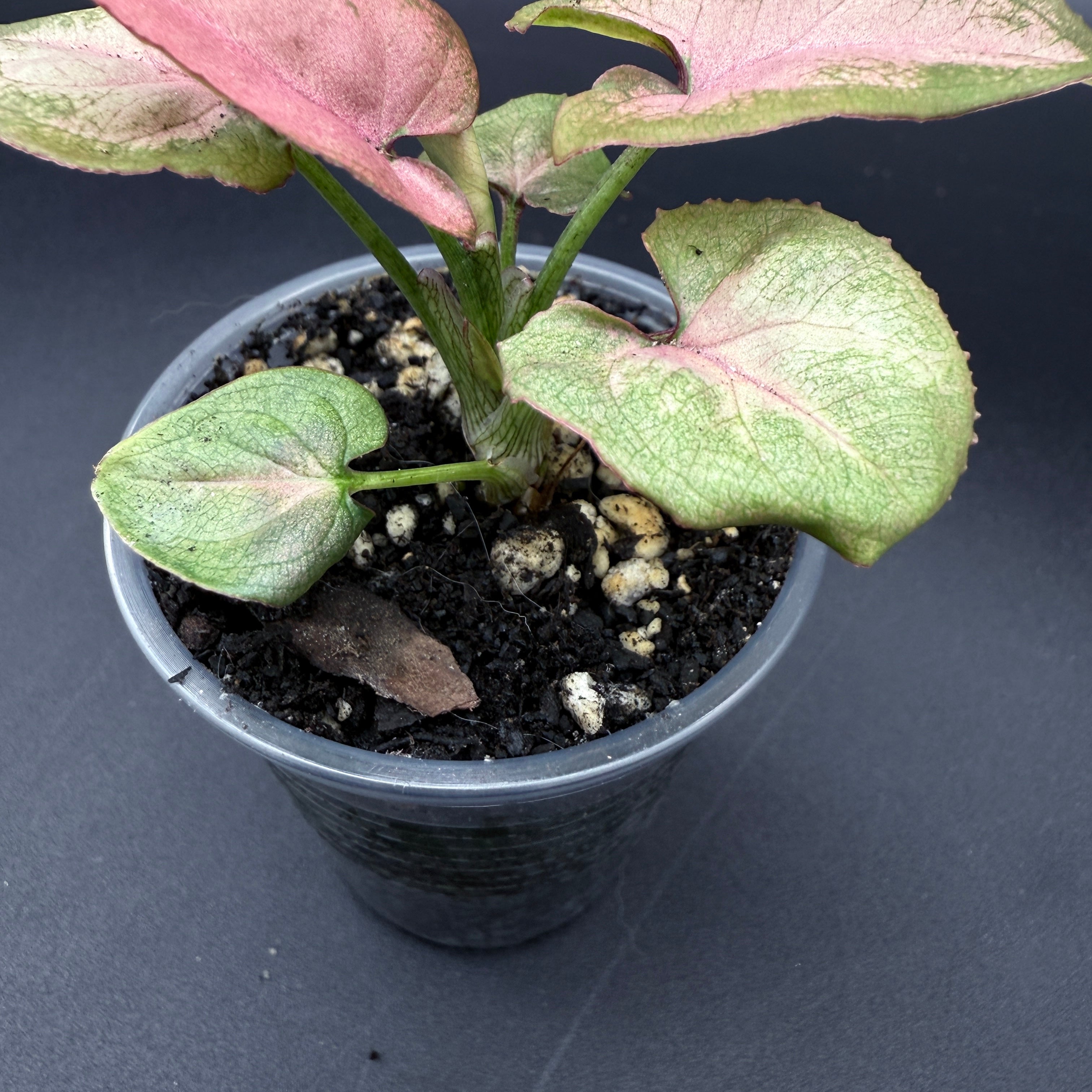 Syngonium podophyllum 'Red Spot Tricolor' Variegated in pot, showcasing green, cream, and blush-pink leaves against dark soil.