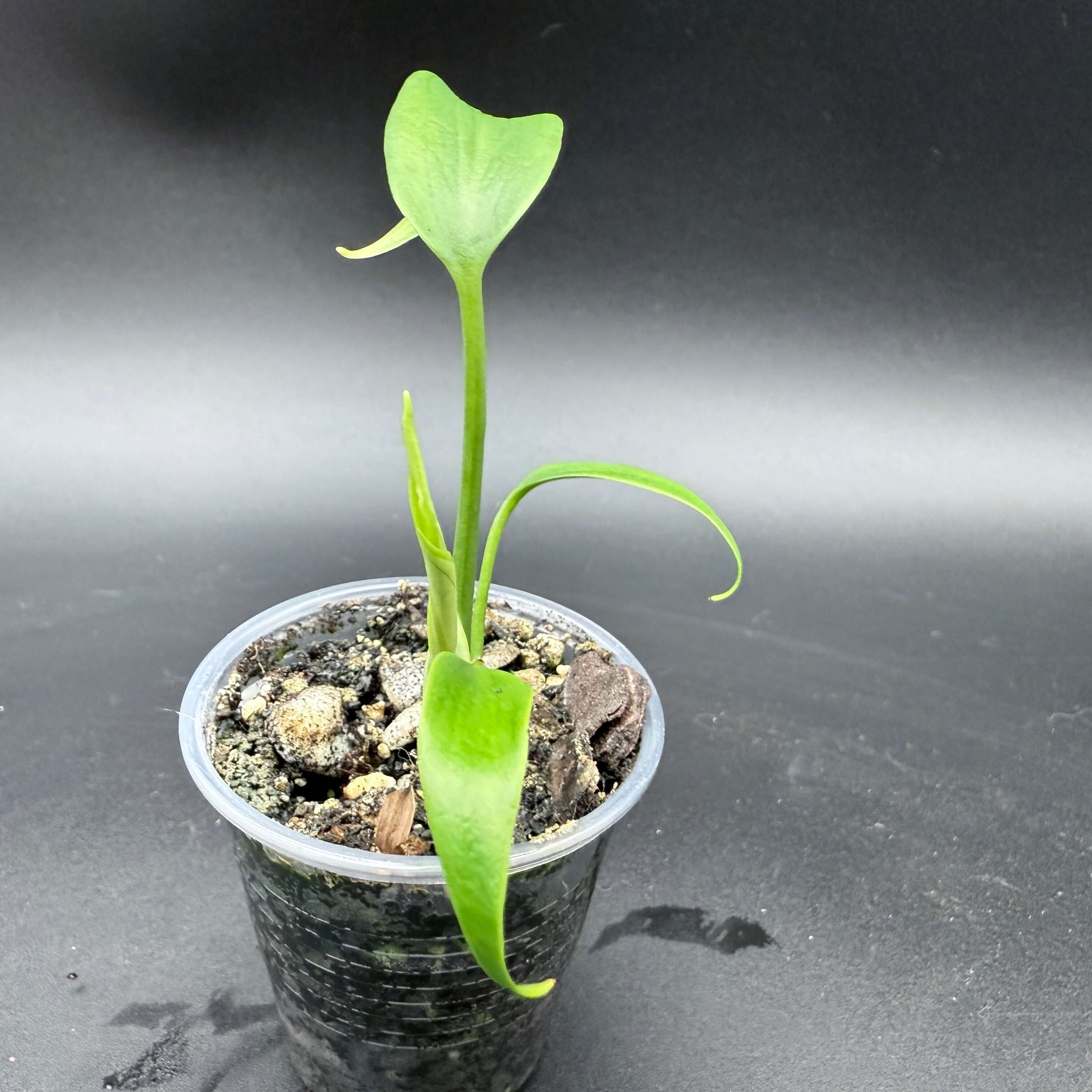 Young Monstera 'Burle Marx Flame' plant in a clear pot with soil, showcasing its unique flame-shaped leaves.