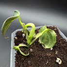 Philodendron melanochrysum plant in pot with rich soil, showcasing its lush, velvety green foliage with golden undertones.