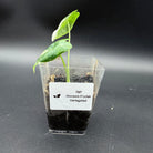 Variegated Alocasia Frydek plant in clear pot showcasing vibrant leaves and soil.