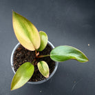 Philodendron 'Yellow Congo Mint' Variegated plant with glossy yellow and mint-green leaves in a pot against a dark background.