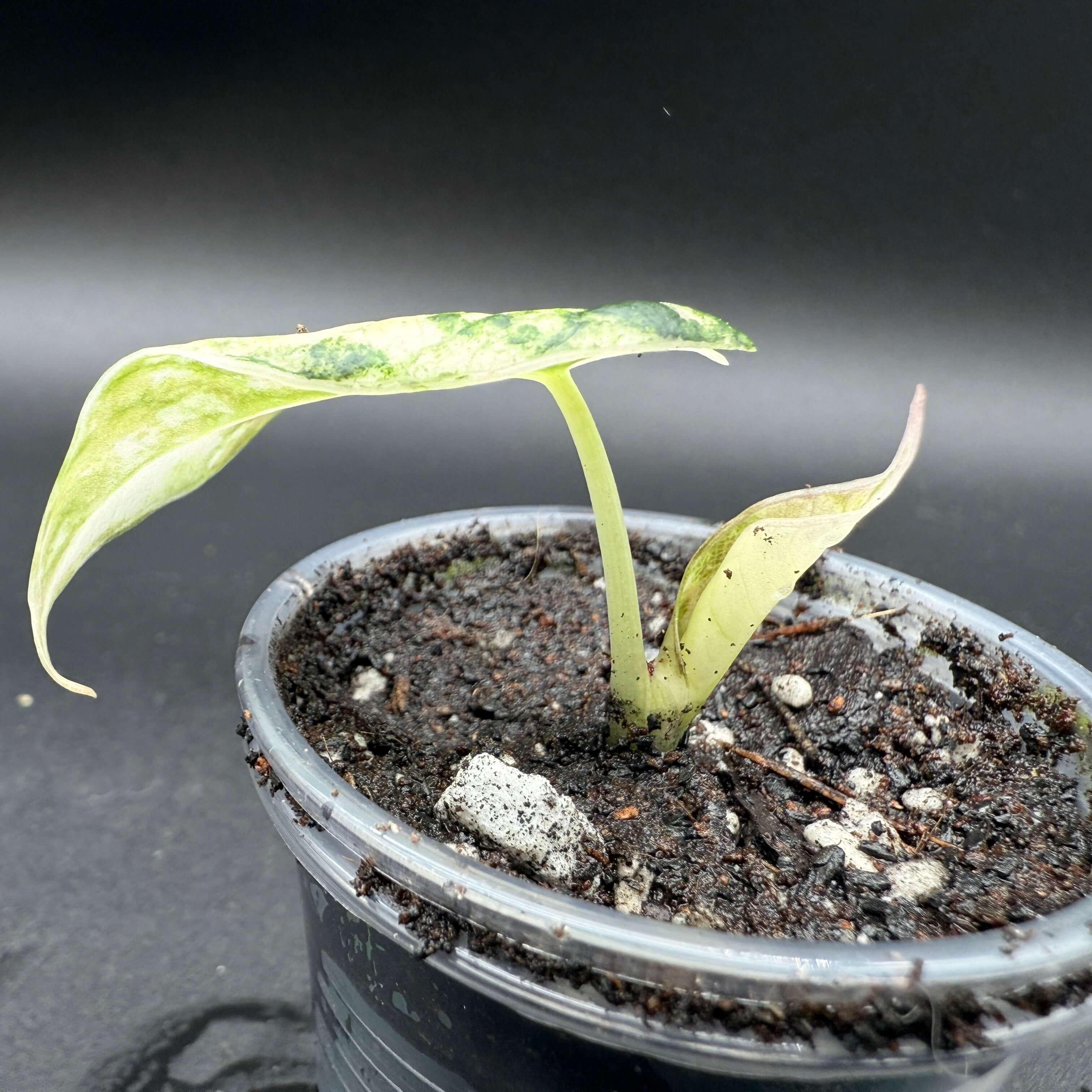 Young Alocasia reginula 'Black Velvet' Pink Variegated plant with dark soil in a pot, showcasing its distinct pink and green leaves.