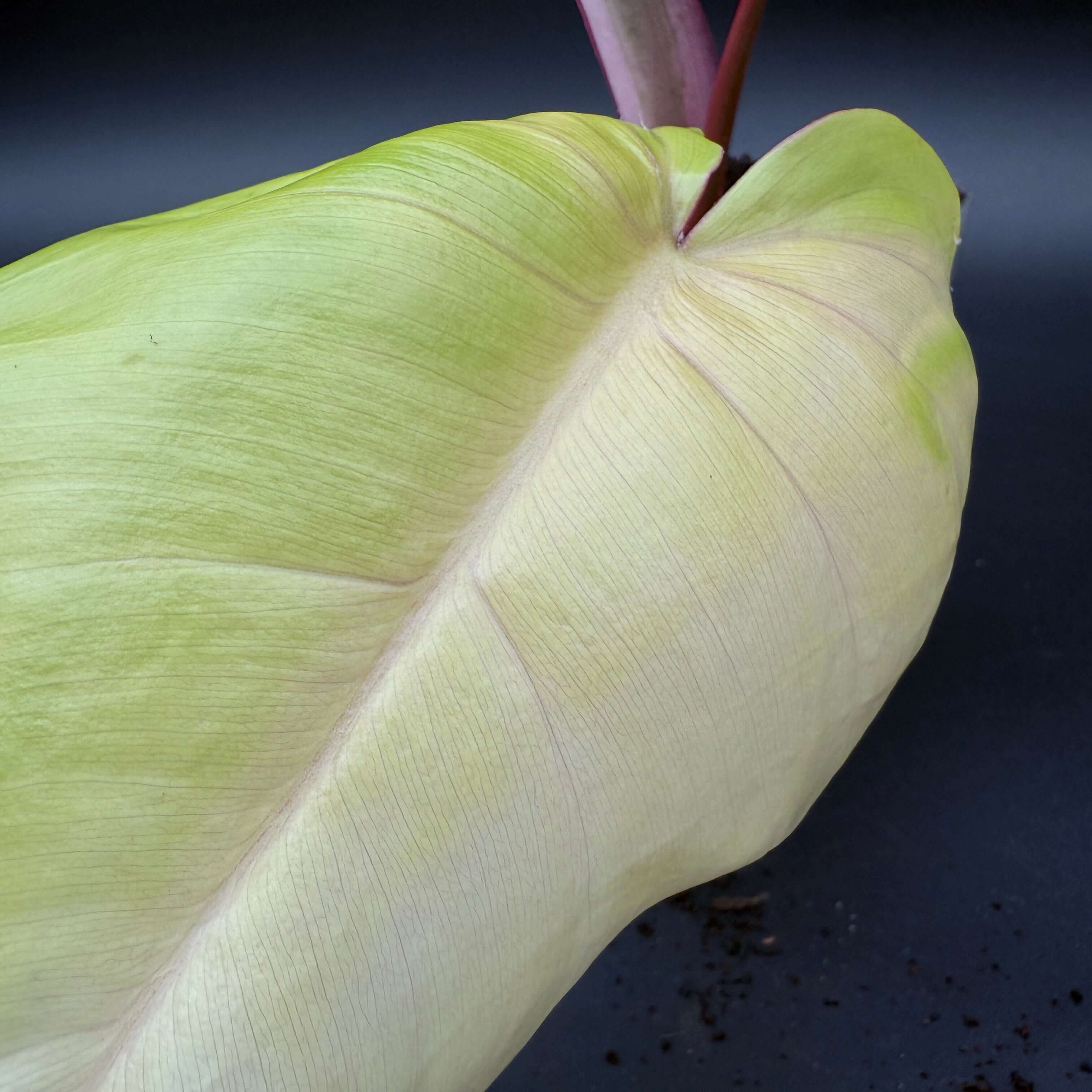 Close-up of a Philodendron leaf from the Florida Beauty x Mayoi hybrid, showing vibrant green and subtle white variegation on a dark background.