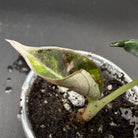 Alocasia reginula ‘Black Velvet’ Pink Variegated plant with velvety dark leaf and pink marbling in a pot against dark background.