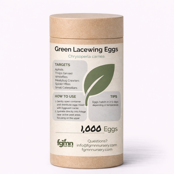 Green Lacewing Eggs — preventive aphid control
