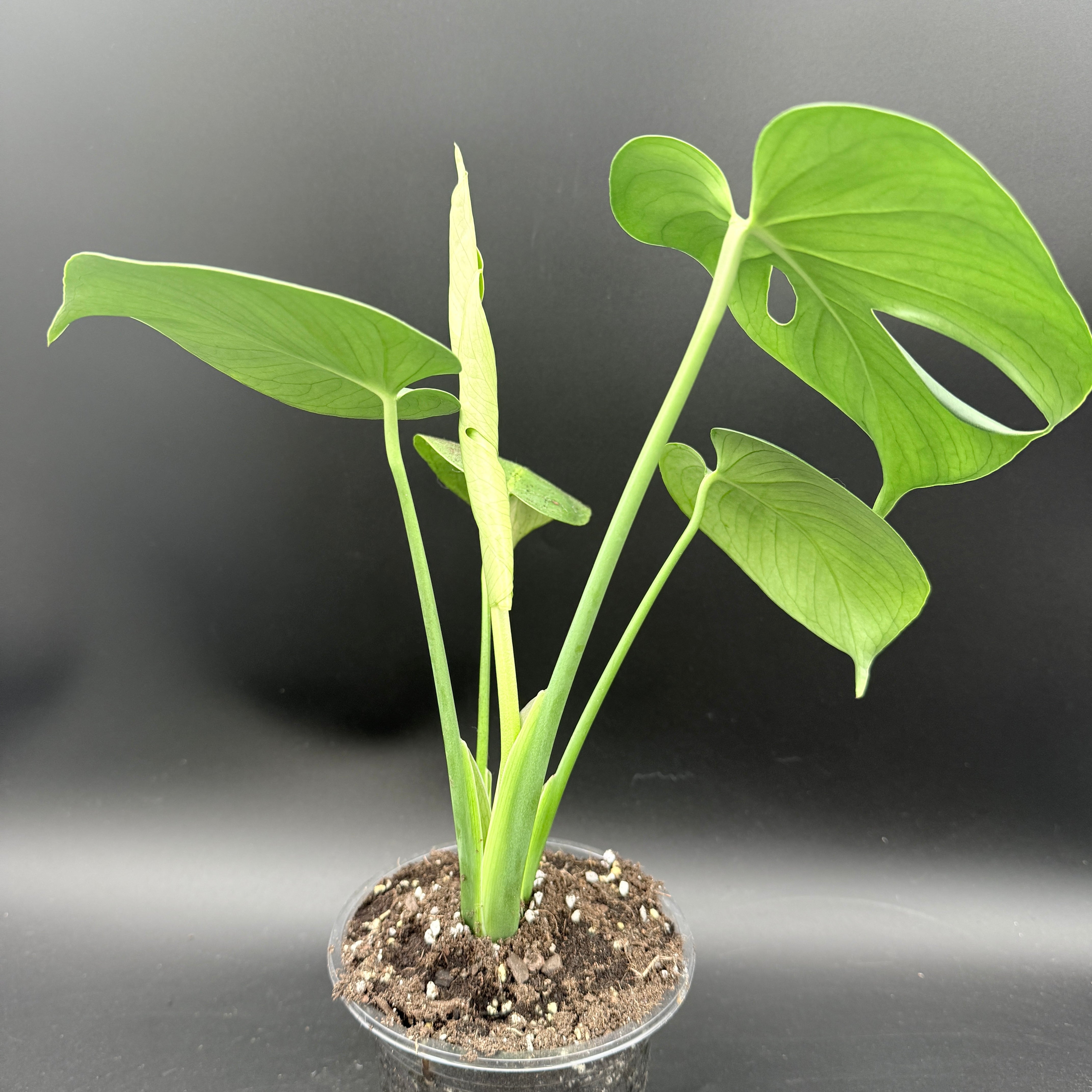 Plants by Groundさま　ムランジーナ は*る様 EM22 ユーフォルビア ムランジーナ 現地球 緑葉有り