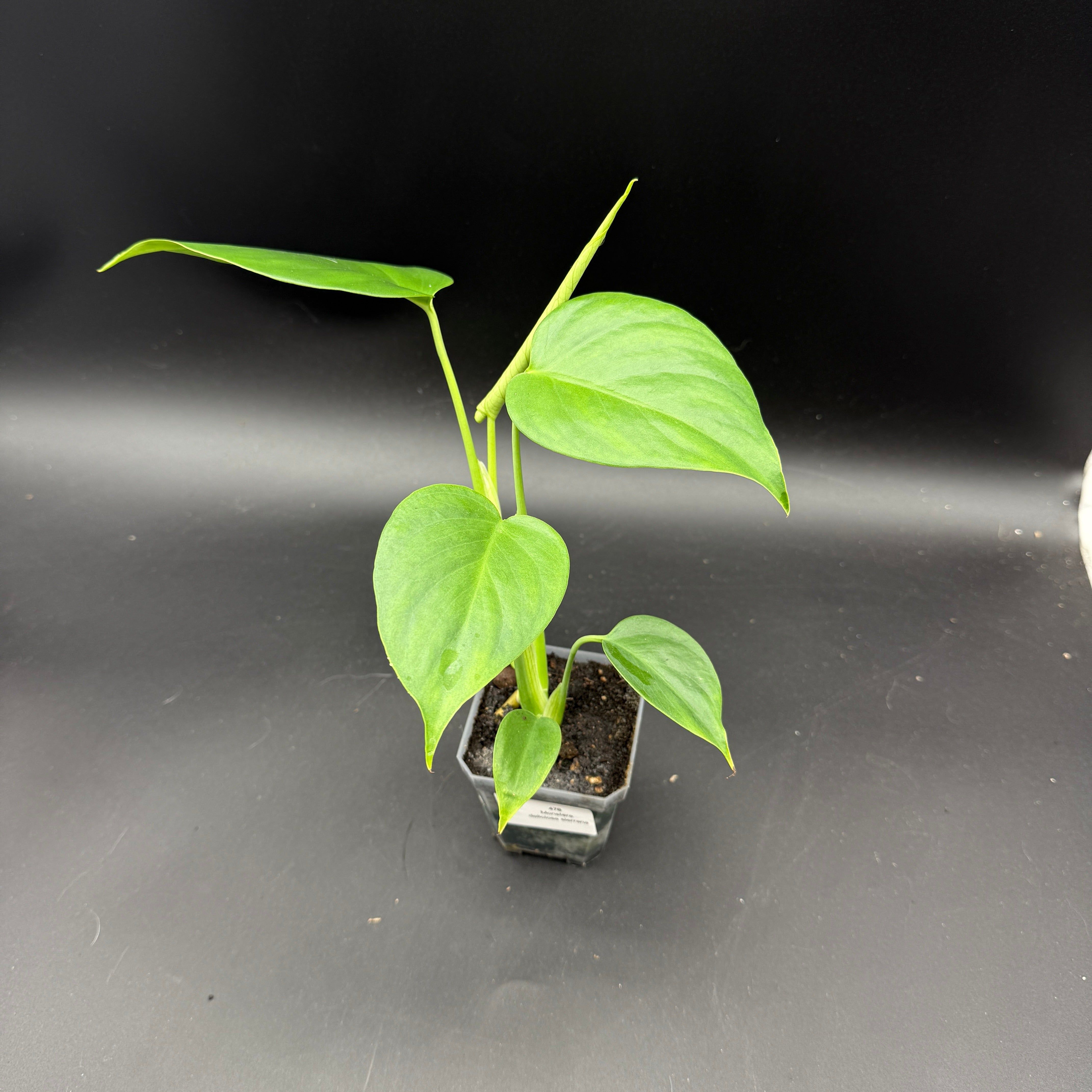 Monstera deliciosa var Sierrana シエラナ Monstera deliciosa var sierrana (Leaf Cutting)