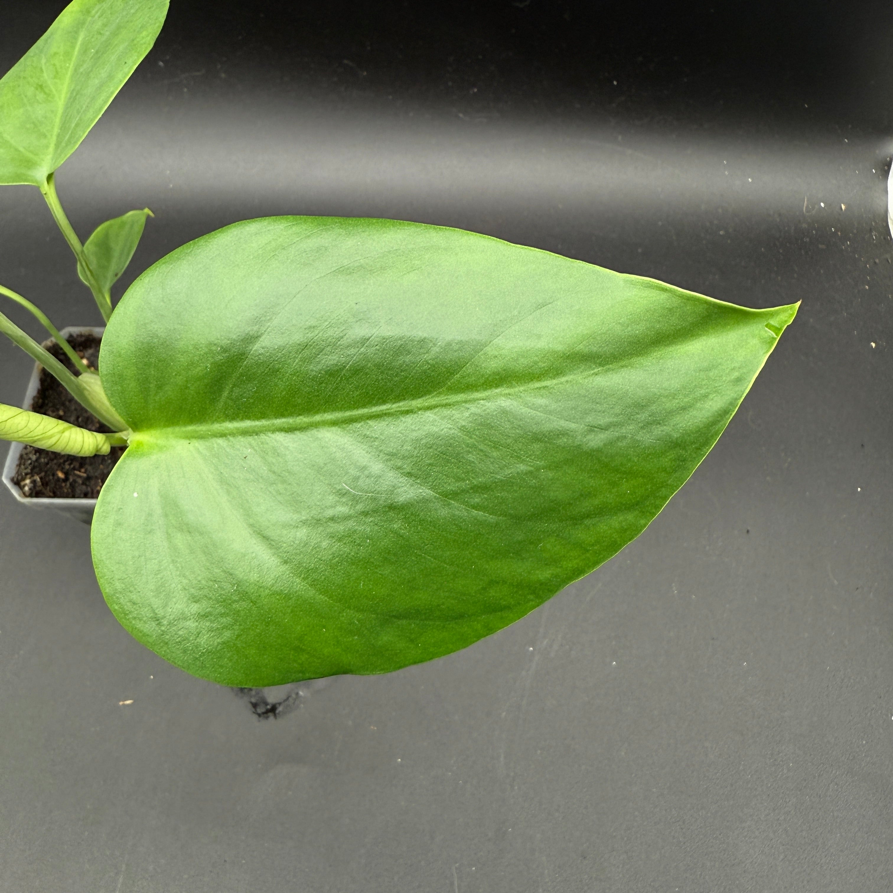 Monstera deliciosa sierrana | FGMN Nursery