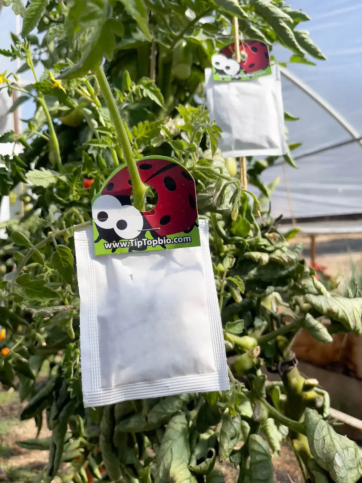 Neoseiulus californicus slow-release sachets hanging on tomato plant for mite control