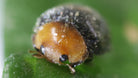 Close-up of a Cryptolaemus montrouzieri beetle, an effective mealybug destroyer, on a green leaf.