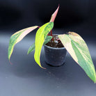 Philodendron erubescens 'Strawberry Shake' in small pot, showcasing vibrant pink, cream, and green variegated leaves.