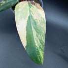 Close-up of Philodendron erubescens 'Strawberry Shake' leaf showcasing vibrant pink, cream, and green variegation.