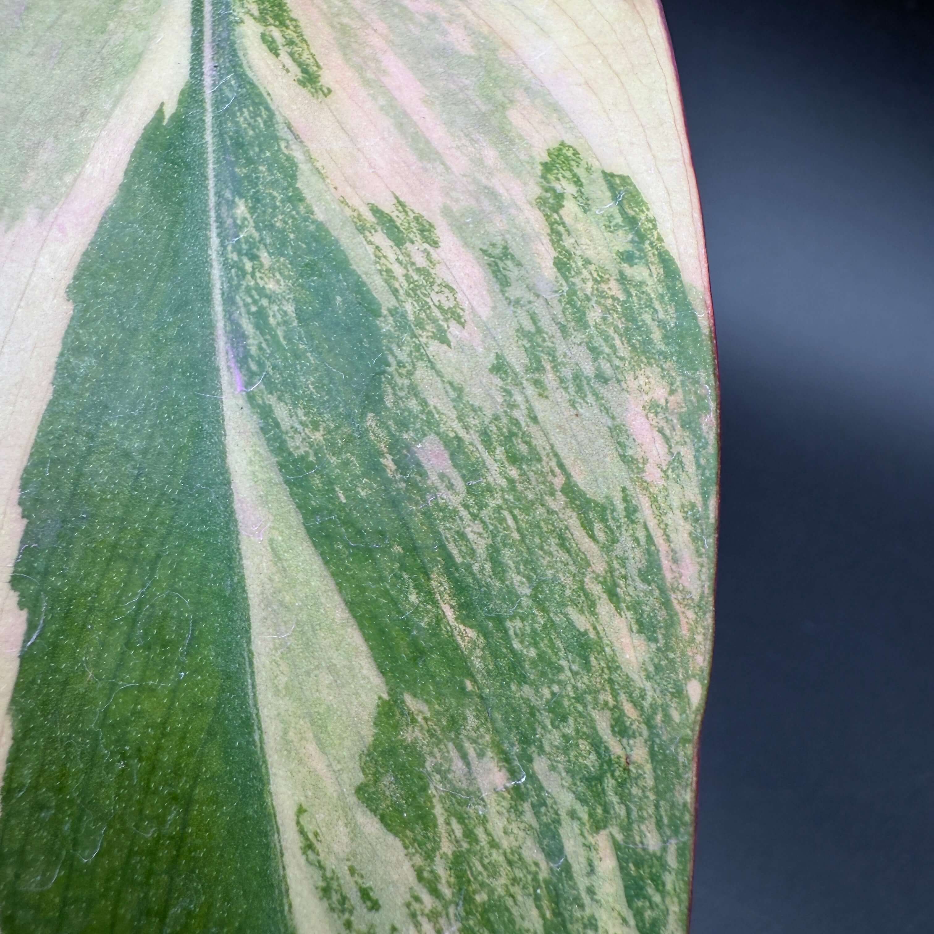 Close-up of Philodendron erubescens 'Strawberry Shake' leaf showcasing pink, cream, and green variegation, perfect for collectors.