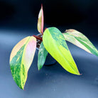 Philodendron erubescens 'Strawberry Shake' with vibrant pink, cream, and green variegated leaves in a pot. Perfect for collectors.