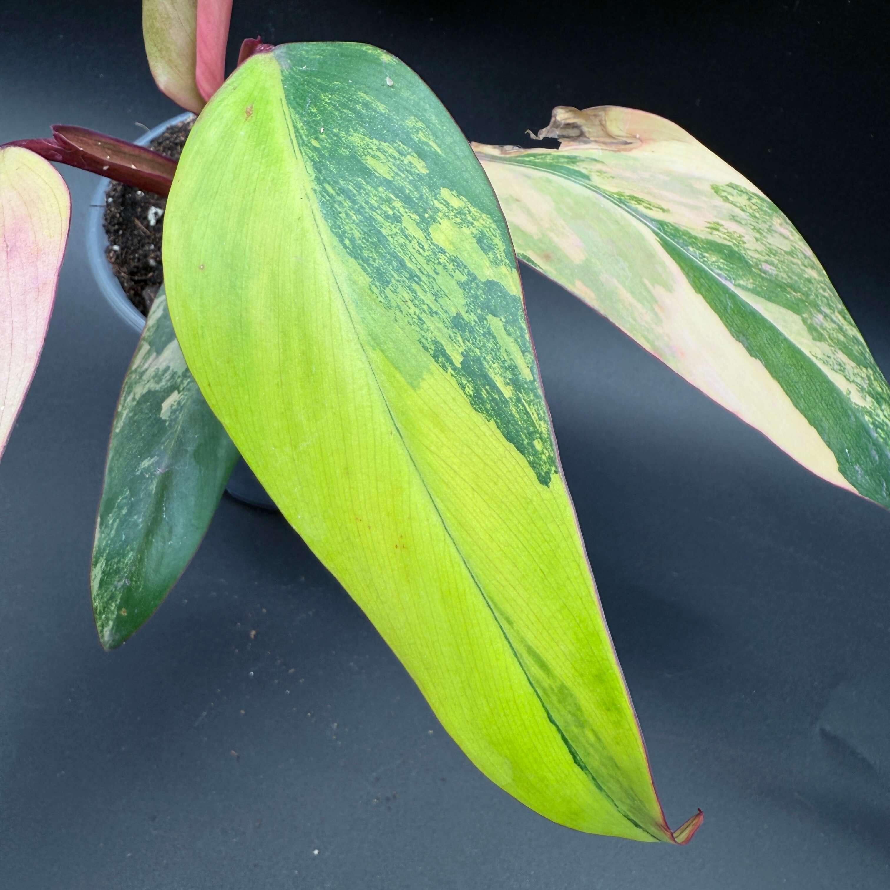 Philodendron erubescens 'Strawberry Shake' with variegated pink, cream, and green leaves on a black background.