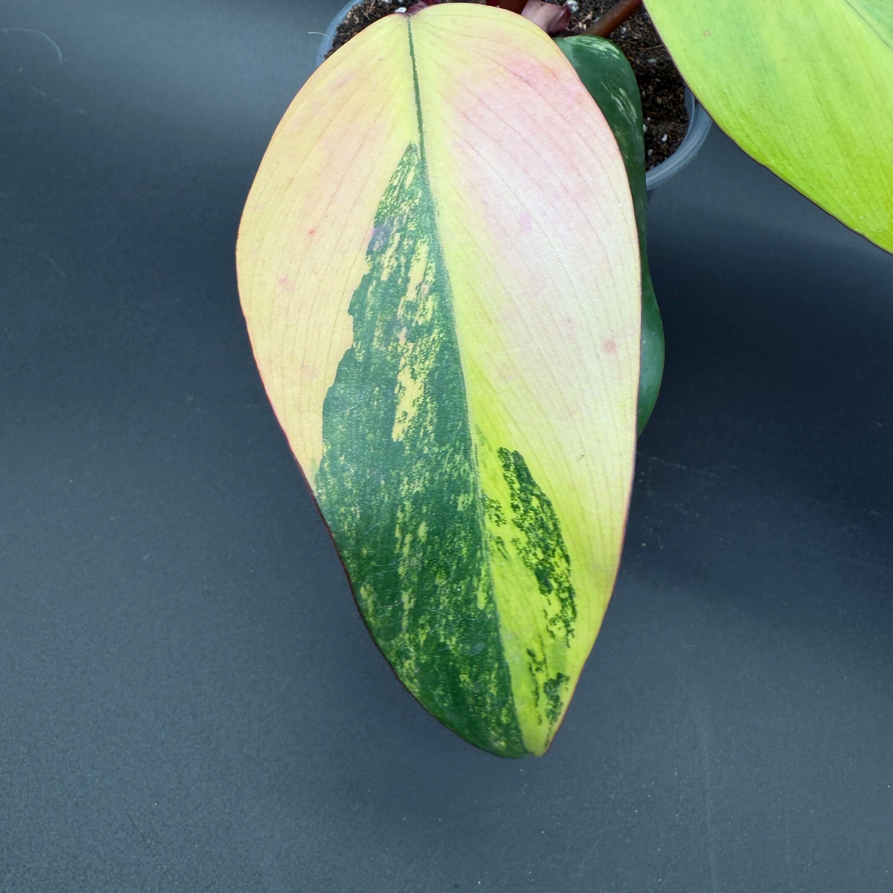 Philodendron erubescens 'Strawberry Shake' leaf with pink, cream, and green variegation on a dark background.