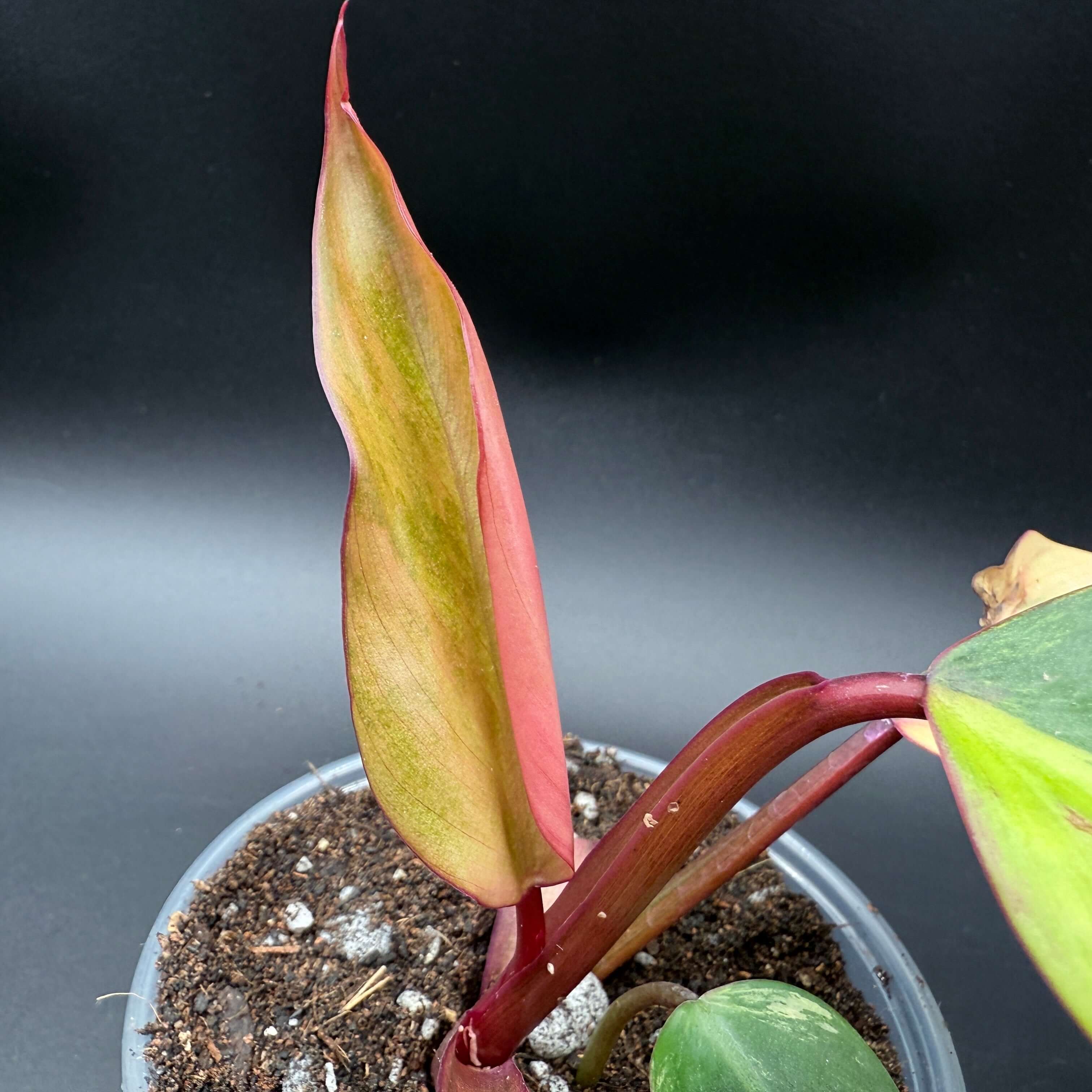 Philodendron erubescens 'Strawberry Shake' with vibrant pink, cream, and green variegated leaf in a pot.