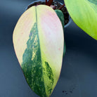 Vibrant Philodendron erubescens 'Strawberry Shake' leaf showing pink, cream, and green variegation.