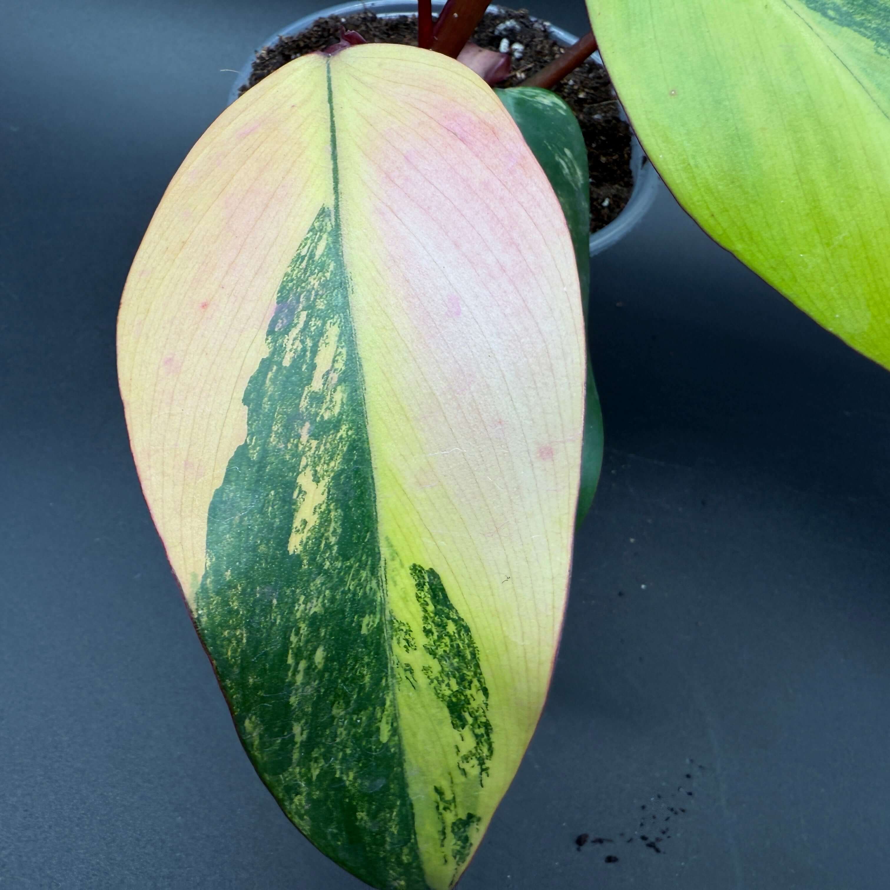 Vibrant Philodendron erubescens 'Strawberry Shake' leaf showing pink, cream, and green variegation.