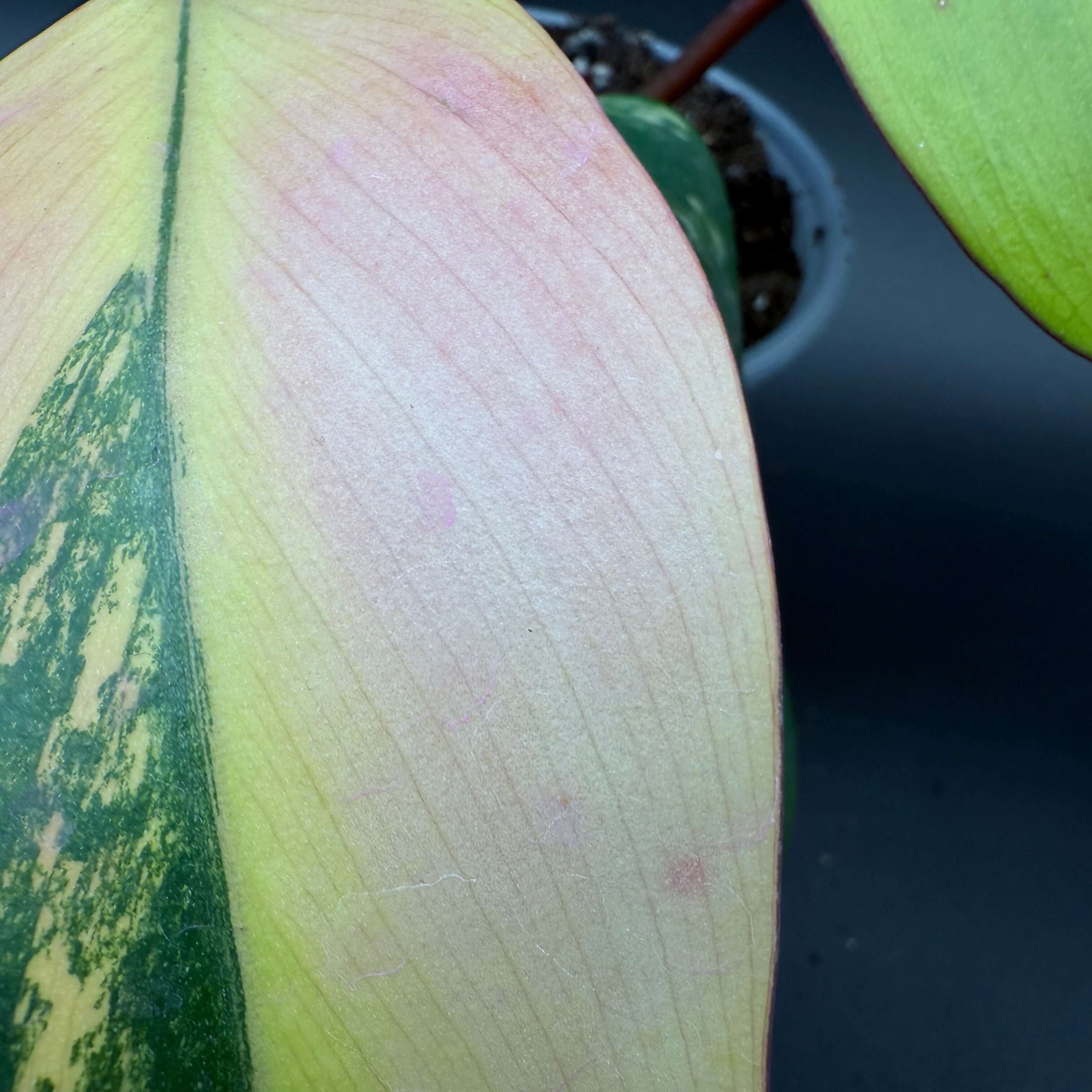 Philodendron erubescens 'Strawberry Shake' leaf with pink and cream variegation highlights.