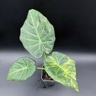 Alocasia Regal Shield Variegated plant with green and white variegated leaves in a pot, ideal for indoor garden decor.